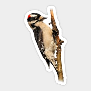 Male Downy Woodpecker on the Pear Tree Sticker